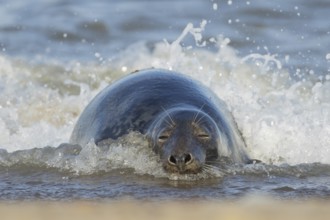 Grey seal (Halichoerus grypus) adult animal sleeping in the surf of the sea, Norfolk, England,