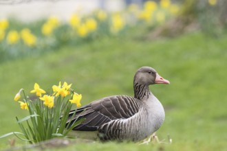A grey goose (Anser anser) lies comfortably between green grass and yellow daffodils, Hesse,