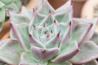 Beautiful succulent plant in greenhouse. Closeup, floral patterns, selective focus