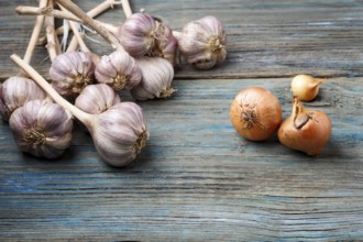 Fresh violet garlic and orange onion on a blue rustic wooden background. Concept of contrast