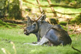 European elk (Alces alces) lying on a meadow, National Park Bavarian Forest, Bavaria, Germany,