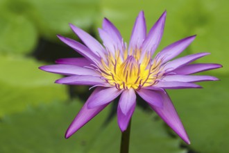 Purple water lily against green background