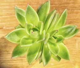 Beautiful little plant, succulent in a small flower pot. on the wooden background