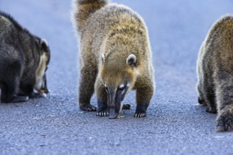 South American coati (nasua nasua) Pantanal Brazil