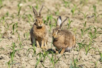 European hare (Lepus europaeus) Germany
