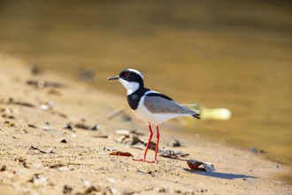 Cayenne plover (Vanellus cayanus) Pantanal Brazil