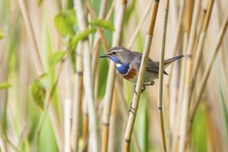Bluethroat (Luscinia svecica cyanecula) Male Germany