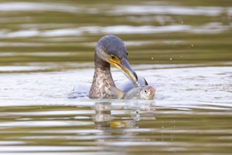 Cormorant (Phalacrocorax carbo) catching fish Germany