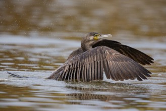 Cormorant (Phalacrocorax carbo) Germany