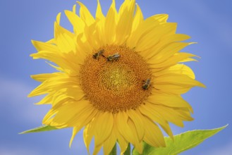 The sun shines down from the sky on a sunflower where some bees are collecting the nectar of the