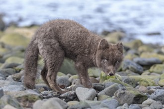 Dark arctic fox (Vulpes lagopus) standing on stones by the sea, curious, East Fjords, Iceland,