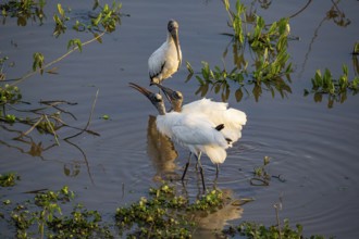 Forest stork (Mycteria americana) Pantanal Brazil