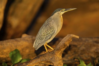 Mongrove Heron (Butorides striatus) Pantanal Brazil