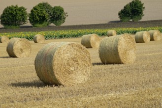 View over a stubble field with straw bales and a sunflower field, sunflower (Helianthus annuus) in