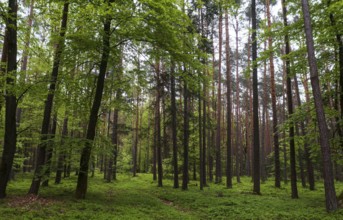 Forest path through a deciduous forest, forestry, summer, Mondseeland, Salzkammergut, Upper