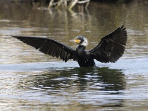 Great cormorant (Phalacrocorax carbo), adult bird in breeding plumage, on a lake, shaking its water