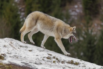 A young grey wolf (Canis lupus lupus) runs across the sloping, snow-covered meadow at the edge of a