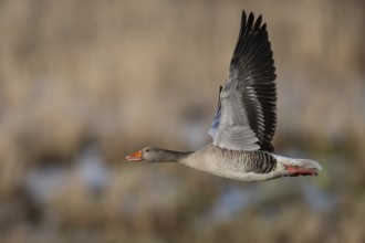Greylag goose (Anser anser), Sweden, Europe