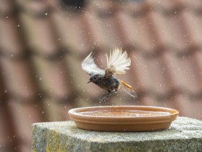 Black Redstart (Phoenicurus ochruros) adult female, flapping its wings, bathing in a bird bath,