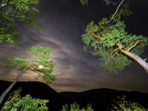 Scots Pine (Pinus sylvestris), trees illuminated at night with a torch, set against a night sky