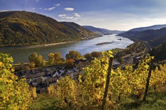 View of Bacharach on the Rhine in autumn with the Fürstental Silvaner wine-growing region, Upper
