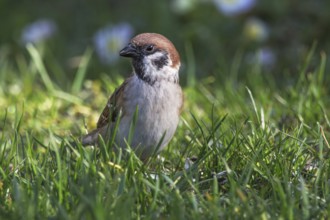 A tree sparrow (Passer montanus) standing in green grass in a natural environment,
