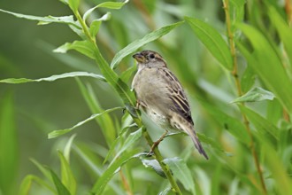House sparrow (Passer domesticus), female, sitting on a branch, Switzerland, Europe