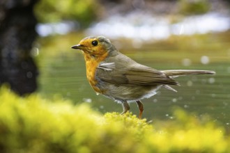 European robin (Erithacus rubecula) bathing Germany