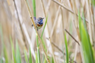 Bluethroat (Luscinia svecica cyanecula) Male Germany