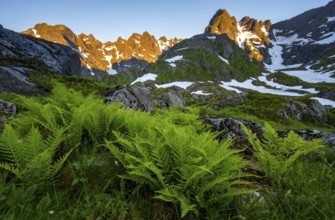 Rocky mountain peaks, landscape with ferns at Trollfjord Hytta, mountain landscape with alpenglow