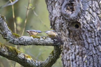 Nuthatch (Sitta europaea) courtship feeding Germany