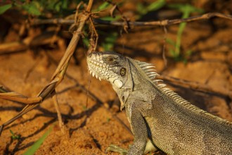 Green iguana (Iguana iguana) Pantanal Brazil