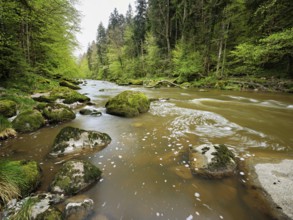 Moss-covered stones on the river Sihl, Sihlsprung, Menzingen, Canton Zug, Switzerland, Europe