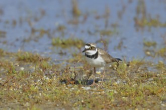 Little Ringed Plover (Charadrius dubius) adult bird standing on the lakeshore, Lake Neusiedl