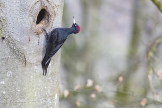 Black woodpecker (Dryocopus martius) ml Germany