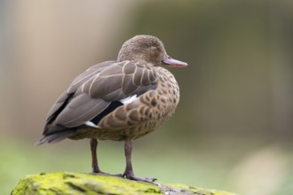 Blue-billed teal (Spatula hottentota) standing on a meadow, Bavaria, Germany, Europe
