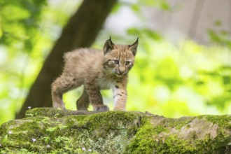 Eurasian lynx (Lynx lynx) cub (youngster) in a forest, Bavaria, Germany, Europe