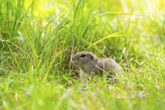 European ground squirrel (Spermophilus citellus) on a meadwo, Bavaria, Germany, Europe