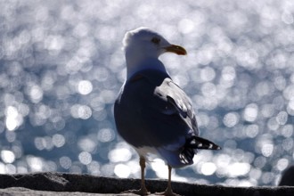 Seagull in front of the glittering waters of the Baltic Sea, Mecklenburg-Vorpommern, Germany,