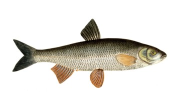 Fish, fish, genus of carp fish, Cyprinus dobula, Squalius cephalus, chub, dobula fish, common chub,