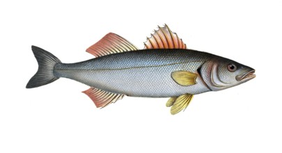 Fish, fish, genus from the umber family, Sciaena labrax, the salmon lumber, the Basse, Historical,