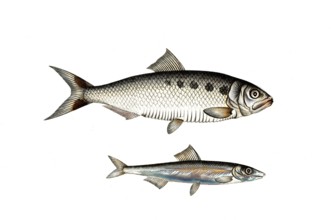 Fish, fish, left: Fish genus Herring, Clupea Encrasicolus, the Anjovis, the Anchova, right: Fish