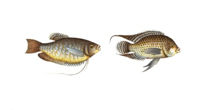 Fish, fishes, left: Genus of wrasses, Labrus trichopterus, the hair-finned wrassle. right: Genus of