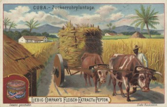Picture series Scenes from Cuba, sugar cane plantation, Liebig picture, digitally restored