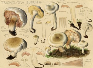 Mushroom, Mushrooms, False grey knight mushroom, Tricholoma sudum, authentic reproduction of an