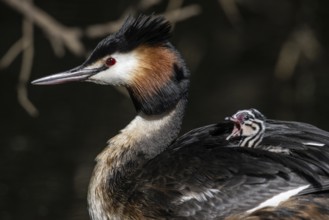 Great Crested Grebe (Podiceps Scalloped ribbonfish) with juvenile, Emsland, Lower Saxony, Germany,