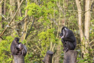 Three Drills (Mandrillus leucophaeus), a male and two females, sit high up on the two stumps of a