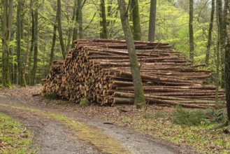 Pile of logs at road in beech forest in Ystad municipality, Skåne county, Sweden, Scandinavia,
