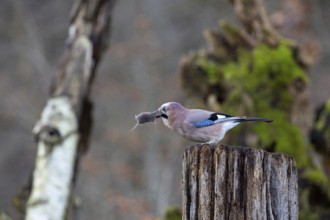 Eurasian jay /Garrulus glandarius) Germany