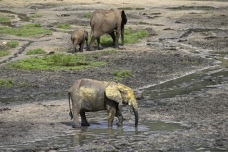 African forest elephants (Loxodonta cyclotis) in the Dzanga Bai forest clearing, Dzanga-Ndoki